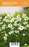 Anemoon (anemone multifida "Annabelle White") zomerbloeier - 12 stuks - thumbnail