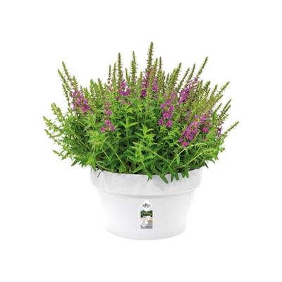 Elho Schaal loft urban 35cm wit - thumbnail