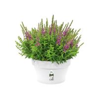 Elho Loft Urban Schaal Wit Ø35cm - thumbnail