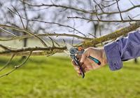 GARDENA Snoeischaar ExpertCut - thumbnail