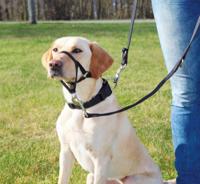 Geleideharnas voor hond Trixie Top Trainer Zwart L/XL - thumbnail