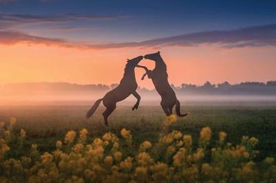 The Beauty of the Netherlands