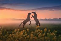 The Beauty of the Netherlands - thumbnail