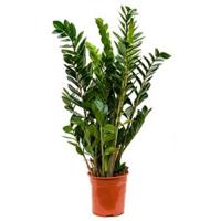 Zamioculcas zamiifolia S kamerplant - thumbnail