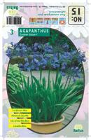 Zomer Bloembollen Agapanthus, Donkerblauw per 3 Baltus - Baltus - thumbnail