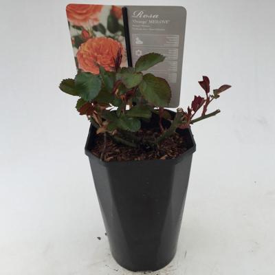 Struikroos Rosa Orange Arie Bouman - Arie bouman Struikroos Rosa Orange Arie Bouman - Arie bouman