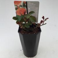 Struikroos Rosa Orange Arie Bouman - Arie bouman - thumbnail