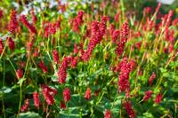 Duizendknoop - thumbnail