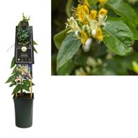 Klimplant Lonicera Copper Beauty - Gele Kamperfoelie - thumbnail