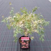 Japanse esdoorn (Acer palmatum "Taylor") heester - thumbnail
