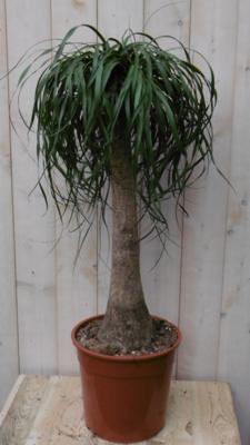 Olifantspoot Beaucarnea 100 cm een dikke stam Kamerplant Warentuin Natuurlijk - Warentuin natuurlijk