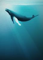 Komar Into Adventure Fotobehang Whale - IAX4-0045 - thumbnail