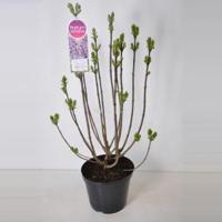 Sering (syringa vulgaris "Sensation") - 90-120 cm - 1 stuks - thumbnail