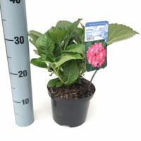 Hydrangea Macrophylla "Masja" boerenhortensia - thumbnail