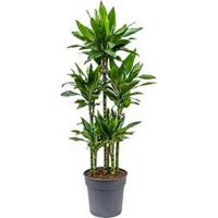 Dracaena janet lind XXXL kamerplant - thumbnail