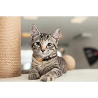 Trixie krabpaal nigella lichtgrijs - thumbnail