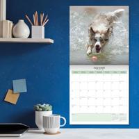 Australian Shepherd Kalender 2026 - thumbnail