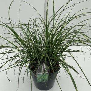 Prachtriet (Miscanthus sinensis "Little Zebra") siergras - In 5 liter pot - 1 stuks