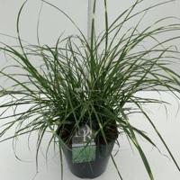 Prachtriet (Miscanthus sinensis "Little Zebra") siergras - In 5 liter pot - 1 stuks - thumbnail