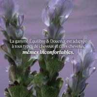 L'Occitane Essential Oils Gentle Conditioner 250ml - thumbnail