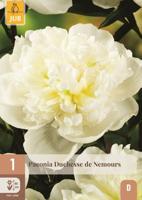 Pioenroos paeonia Duchesse de nemours - thumbnail