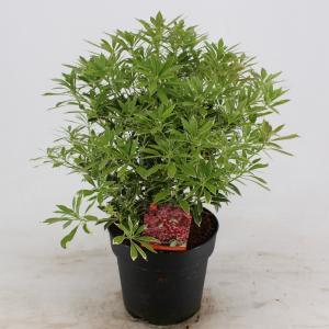 Rotsheide (Pieris Japonica “Polar Passion” PBR) heester - 20-25 cm (C2) - 6 stuks