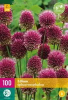 Allium sphaerocephalon 100 bollen - thumbnail