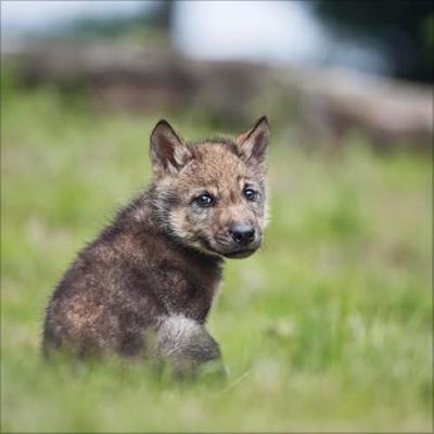 Wolven Kalender 2026