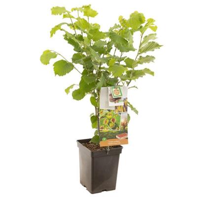 Hazelnoot Corylus avellana Webbs Prize Cob Hazelnoot Corylus avellana Webbs Prize Cob