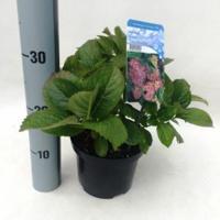 Hydrangea Macrophylla "Freudenstein" boerenhortensia - thumbnail