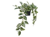 LIVARNO Hangende kunstplant (Zebrakruid) - thumbnail