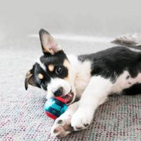 KONG SQUEEZ ACTION ROOD 5X5X5 CM - thumbnail