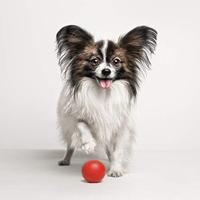 Hondenspeelgoed Gloria Rubber (8 cm) - thumbnail