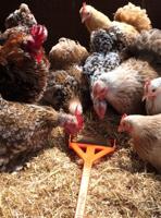 Hentastic Fun Feeder - thumbnail