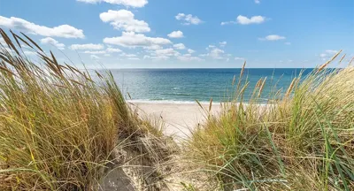 Alexsar Art Tuinschilderij duingras 130x70cm