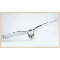 Wanddecoratie Bright Wings 008 118x70cm op forex met blanke lijst landelijk - thumbnail