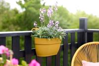 Plantenbak Vibia Campana Easy Hanger Medium honinggeel elho - Elho - thumbnail