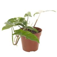 Syngonium (Albo) Variegated - P12 - thumbnail