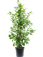 Ficus moclame L kamerplant