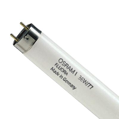 Osram L 36 W/77 fluorescente lamp G13 B