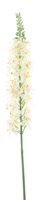 Eremurus spray cream 105cm - thumbnail