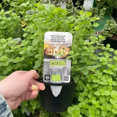 Puur Biologische wilde oregano