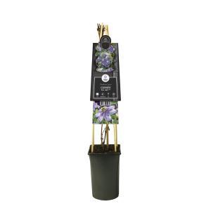 Klimplant Clematis Blue Light - Blauwe Bosrank