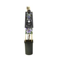 Klimplant Clematis Blue Light - Blauwe Bosrank - thumbnail