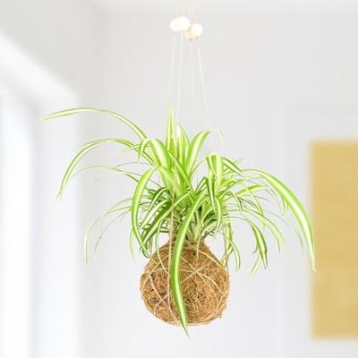 DIY Kokedama Set