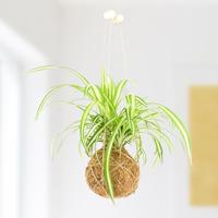DIY Kokedama Set - thumbnail