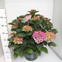 Hydrangea Macrophylla "Black Diamond® Red Angel Purple"® boerenhortensia - 40-50 cm - 1 stuks - thumbnail