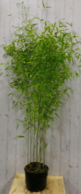 Bamboe Phyllostachys 200 cm Warentuin Natuurlijk - Warentuin natuurlijk Bamboe Phyllostachys 200 cm Warentuin Natuurlijk - Warentuin natuurlijk