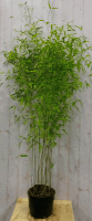 Bamboe Phyllostachys 200 cm Warentuin Natuurlijk - Warentuin natuurlijk - thumbnail