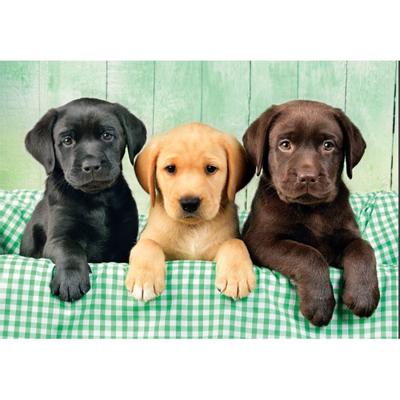 Clementoni Puzzel 1000 stuks Labrador pubs 3 kleuren compact